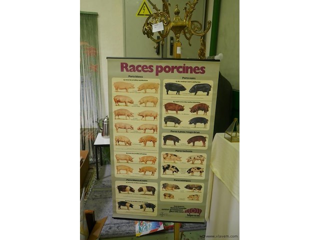 Posters van kleinvee rassen - afbeelding 2 van  2
