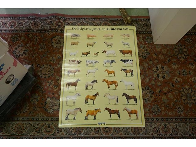 Posters van kleinvee rassen - afbeelding 1 van  2