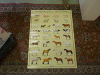 Posters van kleinvee rassen - afbeelding 1 van  2