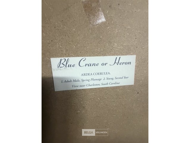 Prentkunst blue crane or heron - afbeelding 2 van  3