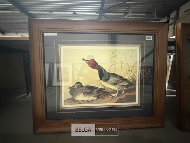 Prentkunst red headed duck - afbeelding 1 van  3