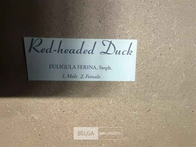 Prentkunst red headed duck - afbeelding 2 van  3