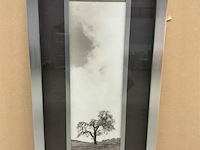 Prentkunst vintage oak tree - afbeelding 1 van  1