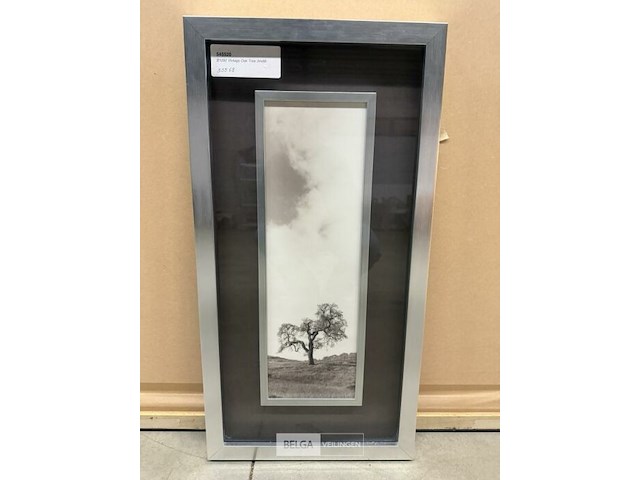 Prentkunst vintage oak tree - afbeelding 1 van  1