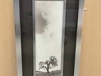 Prentkunst vintage oak tree - afbeelding 1 van  1