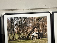 Prentkunst weide met pony - afbeelding 1 van  1