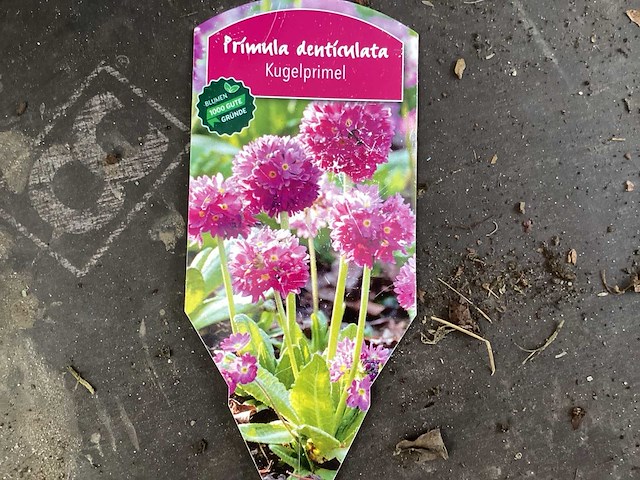 Primula (100x) - afbeelding 1 van  2
