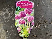 Primula (100x)