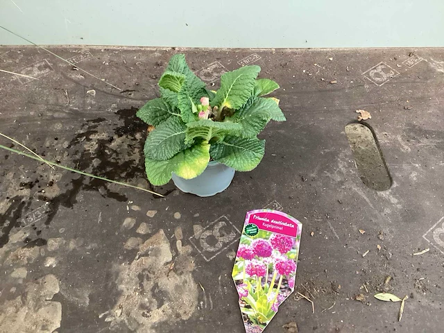 Primula (100x) - afbeelding 2 van  2