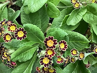 Primula mix(100) - afbeelding 1 van  3