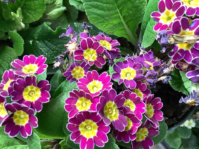 Primula mix(100) - afbeelding 3 van  3