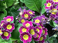 Primula mix(100) - afbeelding 3 van  3