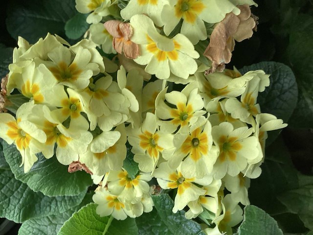 Primula mix(100) - afbeelding 1 van  3