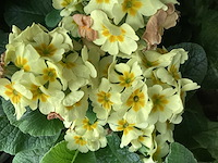 Primula mix(100) - afbeelding 1 van  3