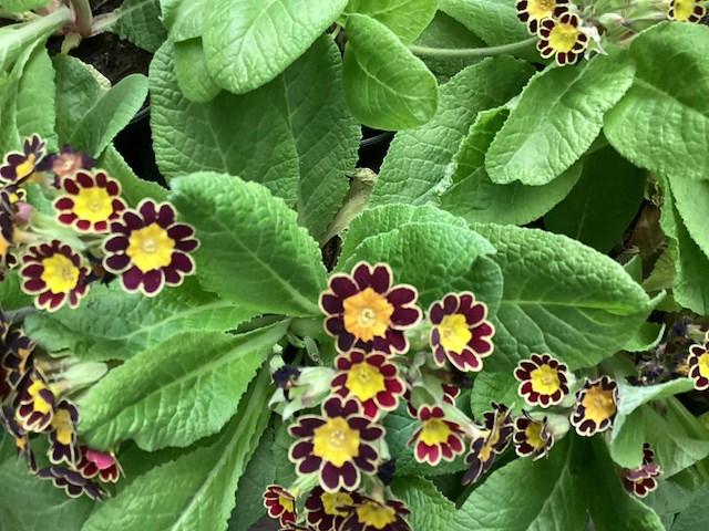 Primula mix(100) - afbeelding 1 van  3