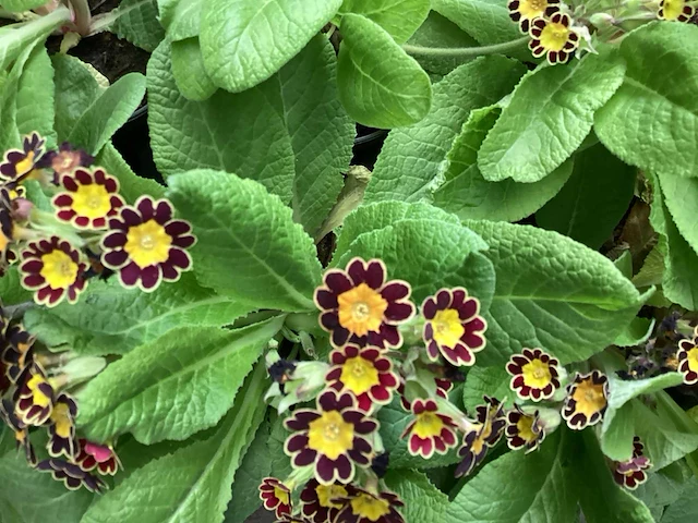 Primula mix(100) - afbeelding 1 van  3