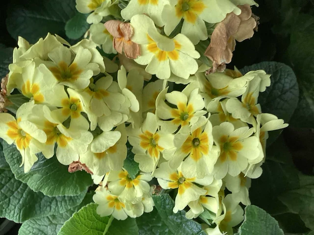 Primula mix(100) - afbeelding 3 van  3