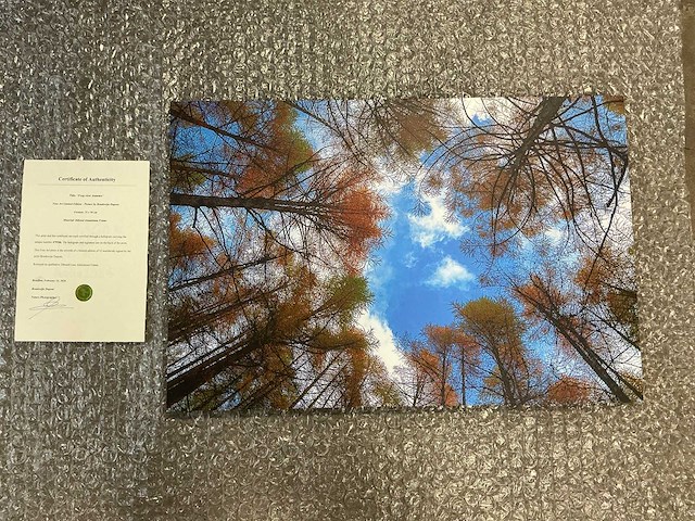 Print “frog view autumn” - afbeelding 1 van  3