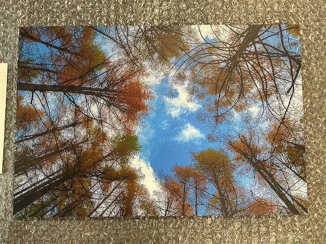 Print “frog view autumn” - afbeelding 2 van  3