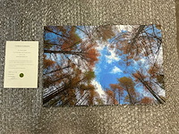 Print “frog view autumn”