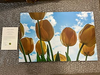 Print “gele tulpen in blauwe licht”