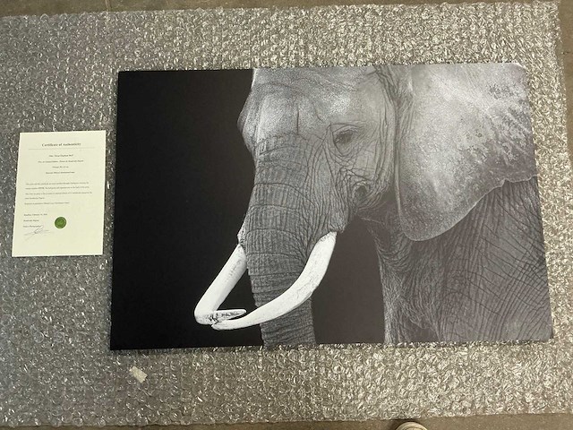 Print “great elephant bull” - afbeelding 1 van  6