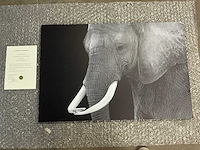 Print “great elephant bull”