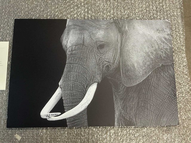 Print “great elephant bull” - afbeelding 2 van  6