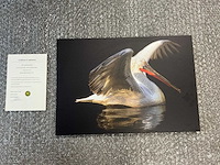 Print “portrait of a pelican”
