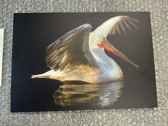 Print “portrait of a pelican” - afbeelding 2 van  3