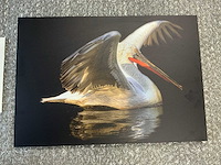 Print “portrait of a pelican” - afbeelding 2 van  3