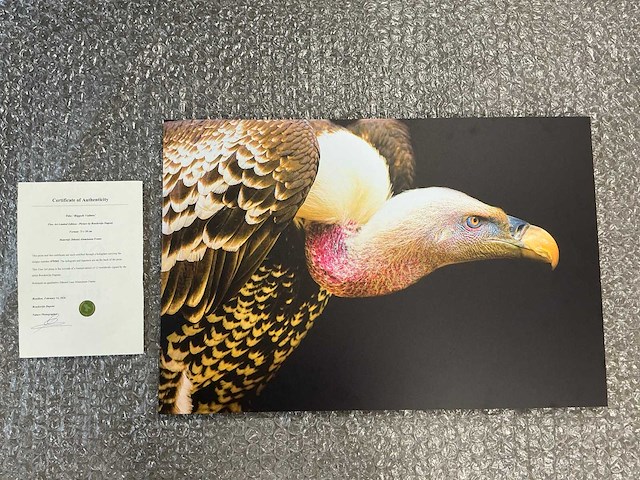Print “rüppels vulture” - afbeelding 1 van  3