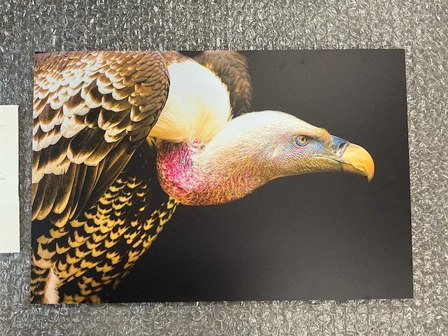 Print “rüppels vulture” - afbeelding 2 van  3