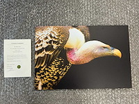 Print “rüppels vulture”