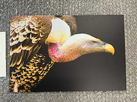 Print “rüppels vulture” - afbeelding 2 van  3
