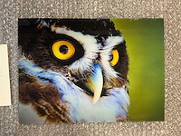 Print “watch me in the eye” - afbeelding 2 van  3