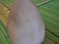 Propellor neus in kunststof h 160 mm ø 130 - afbeelding 1 van  2