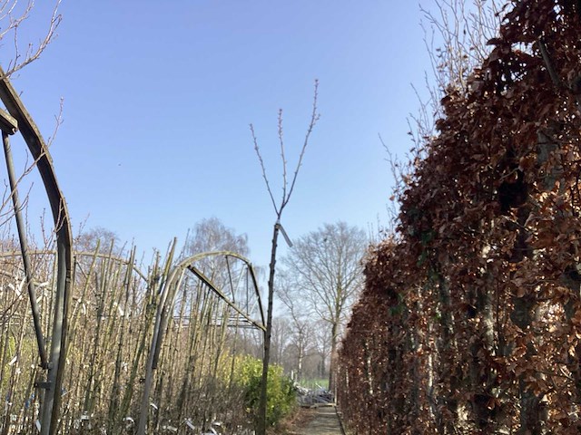 Prunus kanzan (4x) - afbeelding 1 van  2