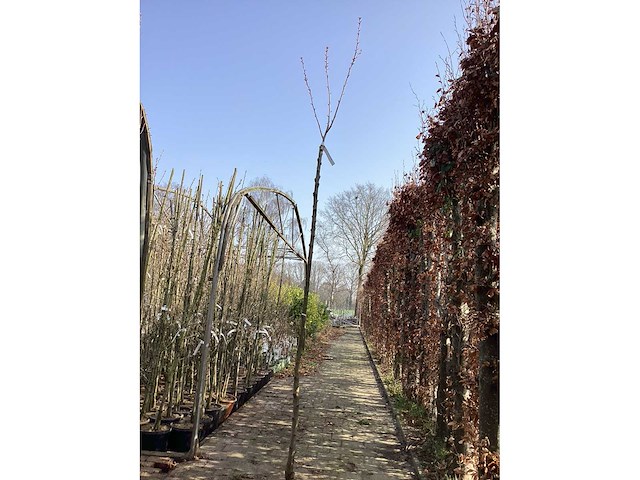 Prunus kanzan (4x) - afbeelding 2 van  4