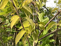 Prunus kanzan (4x) - afbeelding 3 van  4