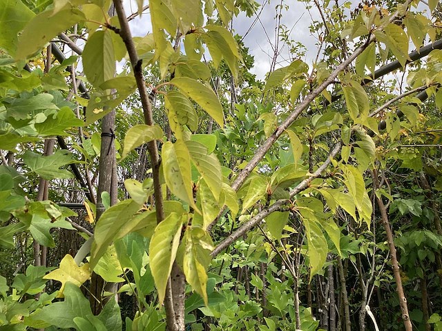 Prunus kanzan (4x) - afbeelding 4 van  4