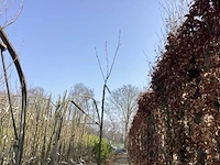Prunus kanzan (4x)