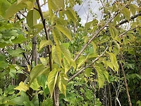 Prunus kanzan (4x) - afbeelding 4 van  4