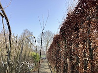 Prunus kanzan(1) - afbeelding 1 van  2