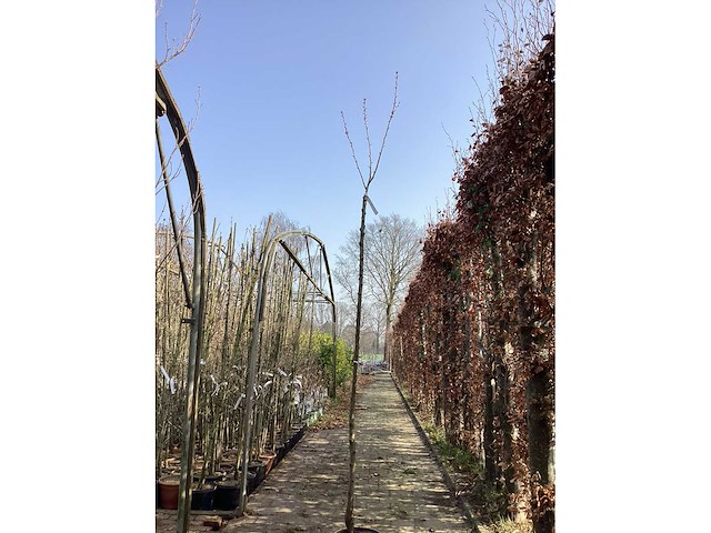 Prunus kanzan(1) - afbeelding 2 van  4