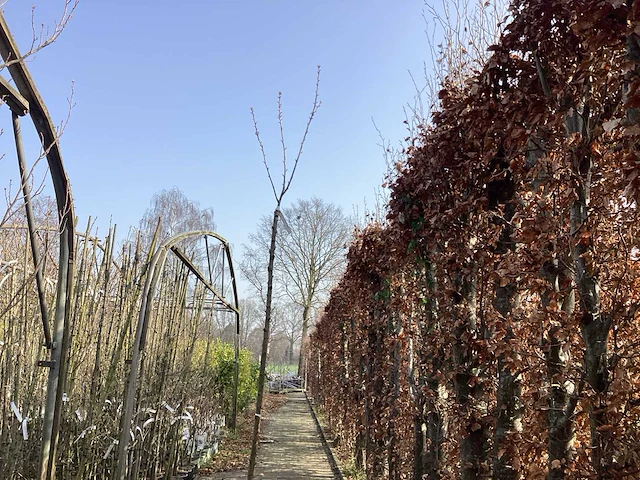 Prunus kanzan(1) - afbeelding 1 van  4