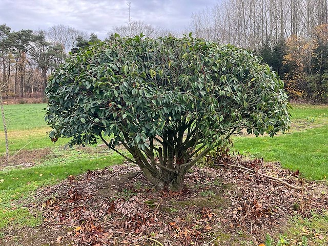 Prunus meerstammig bol (3x) - afbeelding 1 van  8