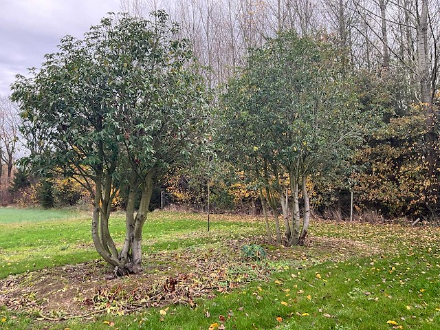 Prunus meerstammig bol (3x) - afbeelding 2 van  8