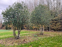 Prunus meerstammig bol (3x) - afbeelding 2 van  8