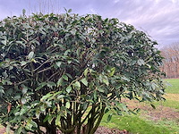 Prunus meerstammig bol (3x) - afbeelding 3 van  8